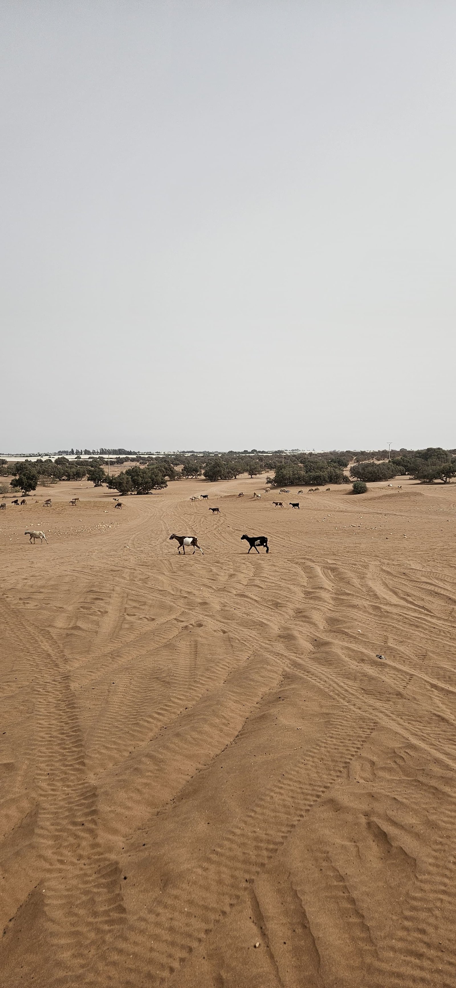 Quad Ride in Agadir Desert with Berber Village