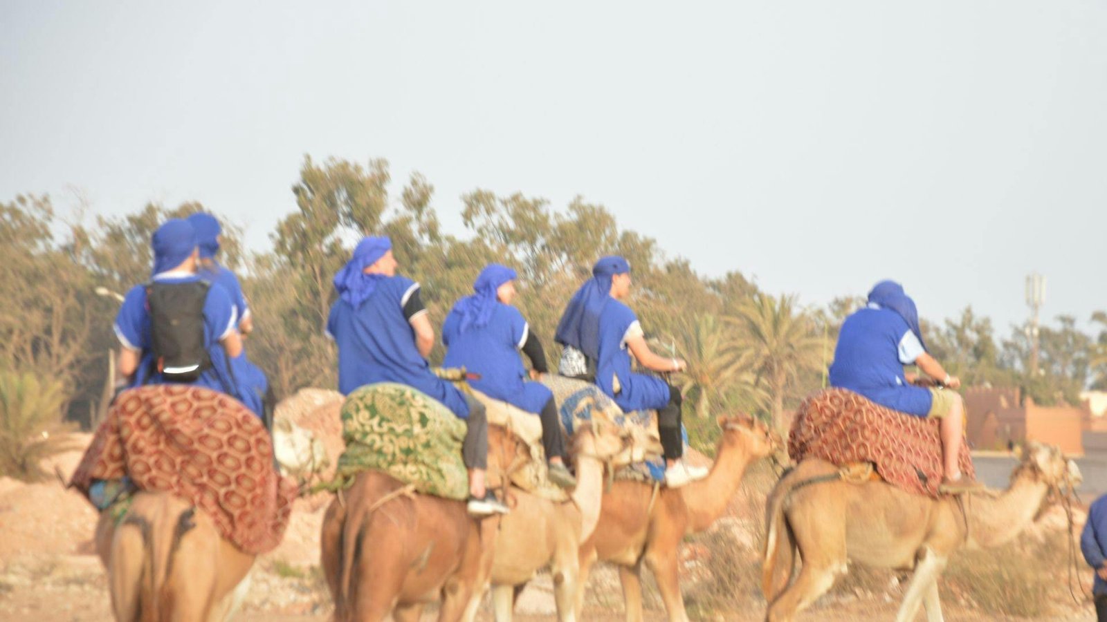 Balade à dos de dromadaire à Agadir - Dromadaire dans les dunes