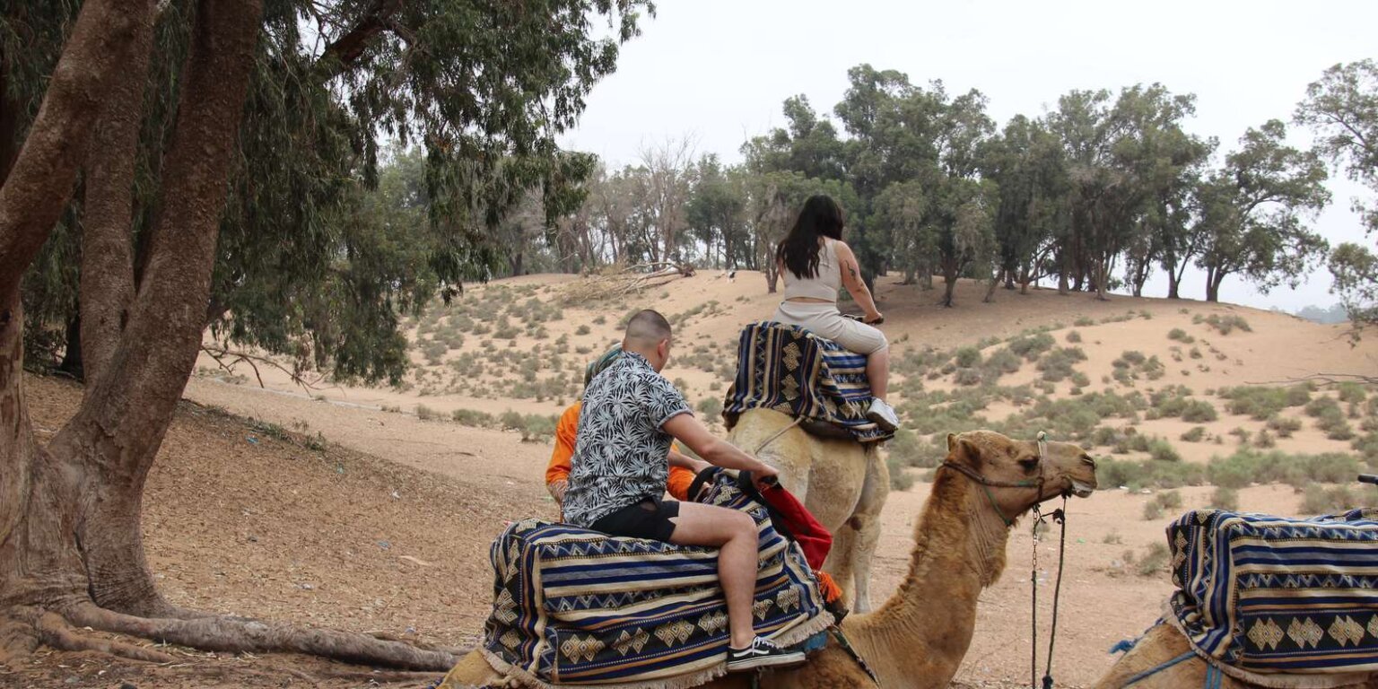 Balade à dos de dromadaire à Agadir - Guide expérimenté